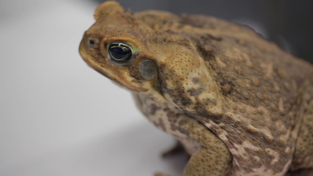 Cane toad
