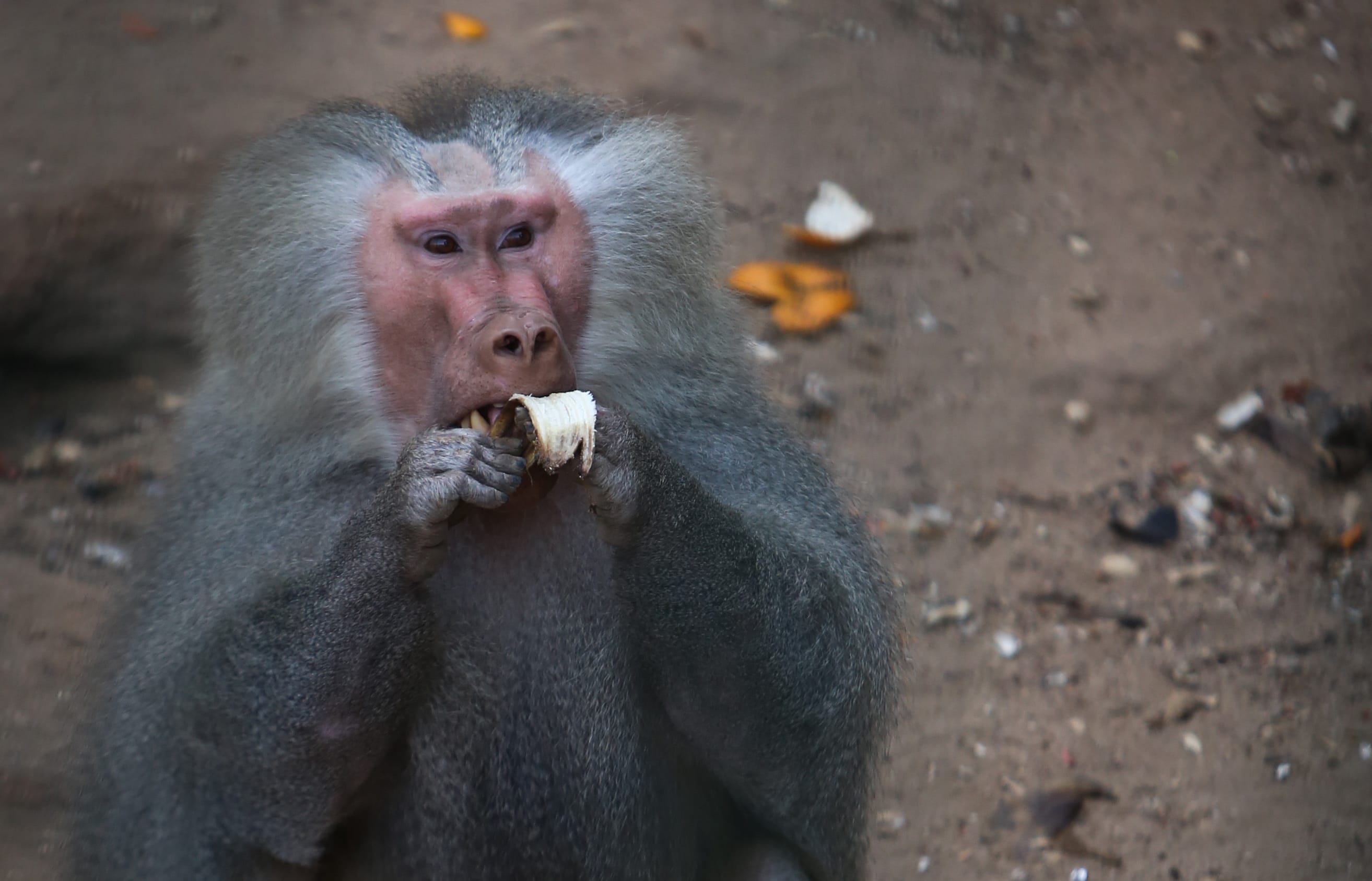 A baboon snacks on a banana - no radio cables available. (File photograph.)