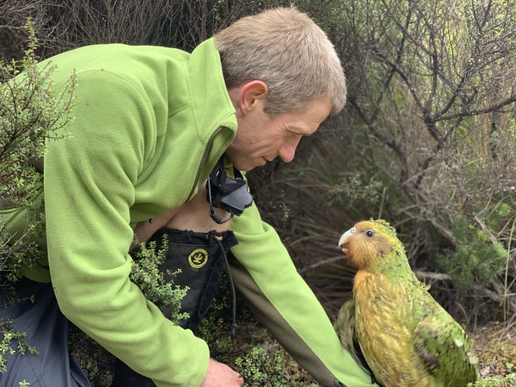 Andrew Digby with a kākāpō called Sinbad, who has important Fiordland genes.