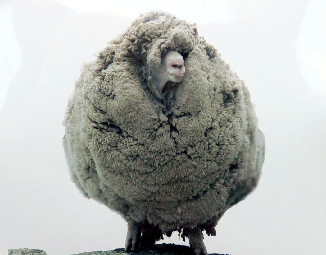 Shrek the sheep