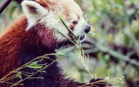Red panda
