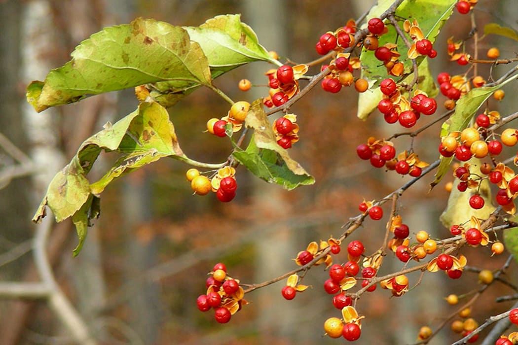 Climbing Spindleberry