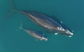 Right whale mother and calf.