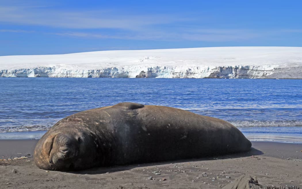 Whether the disease is impacting elephant seal populations on Heard Island cannot be confirmed until the Nuyina returns to Australia with samples from its voyage.