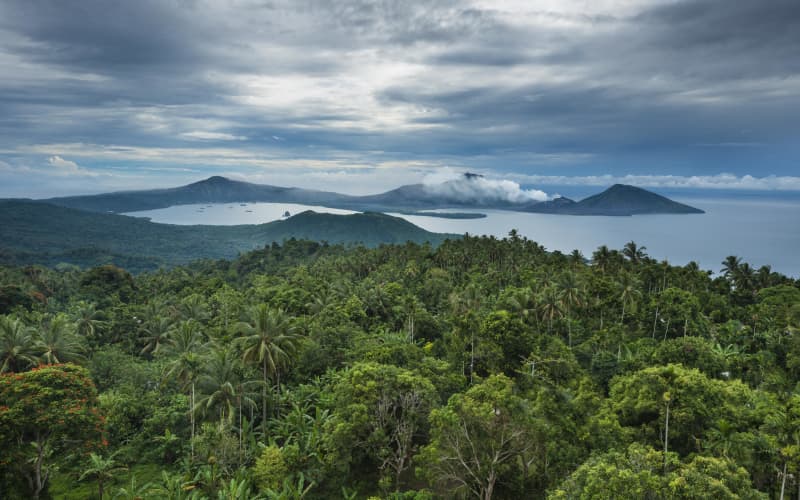 Over a third of PNG’s logging exports come from abusive forest clearing ...