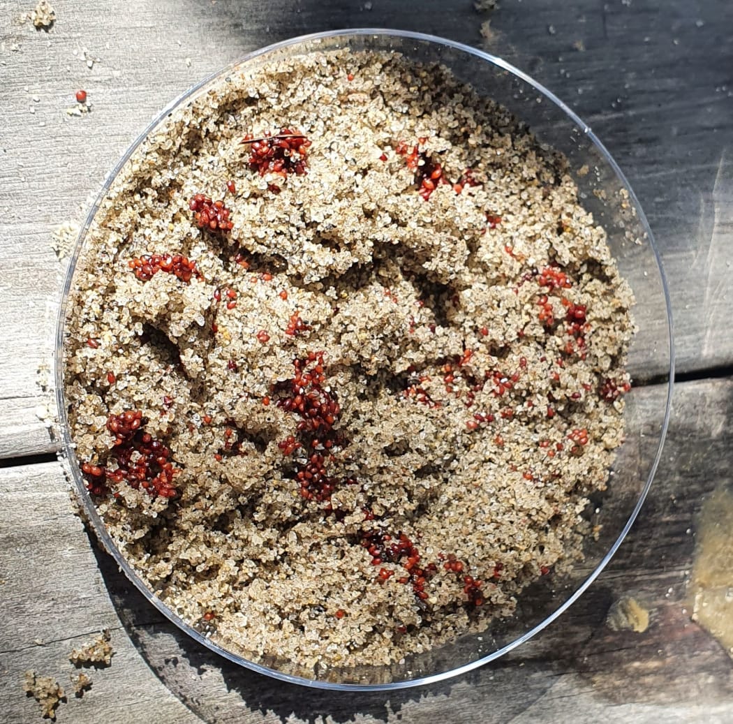Deep red Dactylanthus seeds are mixed with sand, ready for planting.