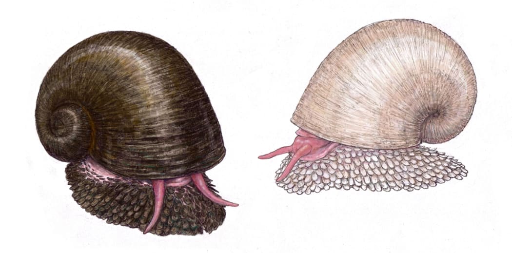two varieties of Scaly-foot gastropod