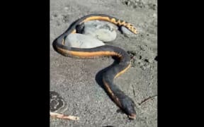 A sea snake that washed up on a West Coast beach.