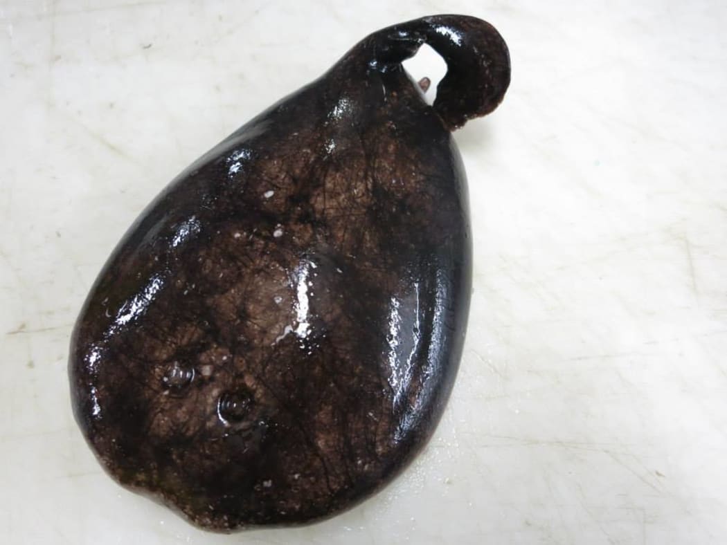 DoC's threatened species ambassador, Nicola Toki, talks about the blind electric ray or Typhlonarke aysoni.