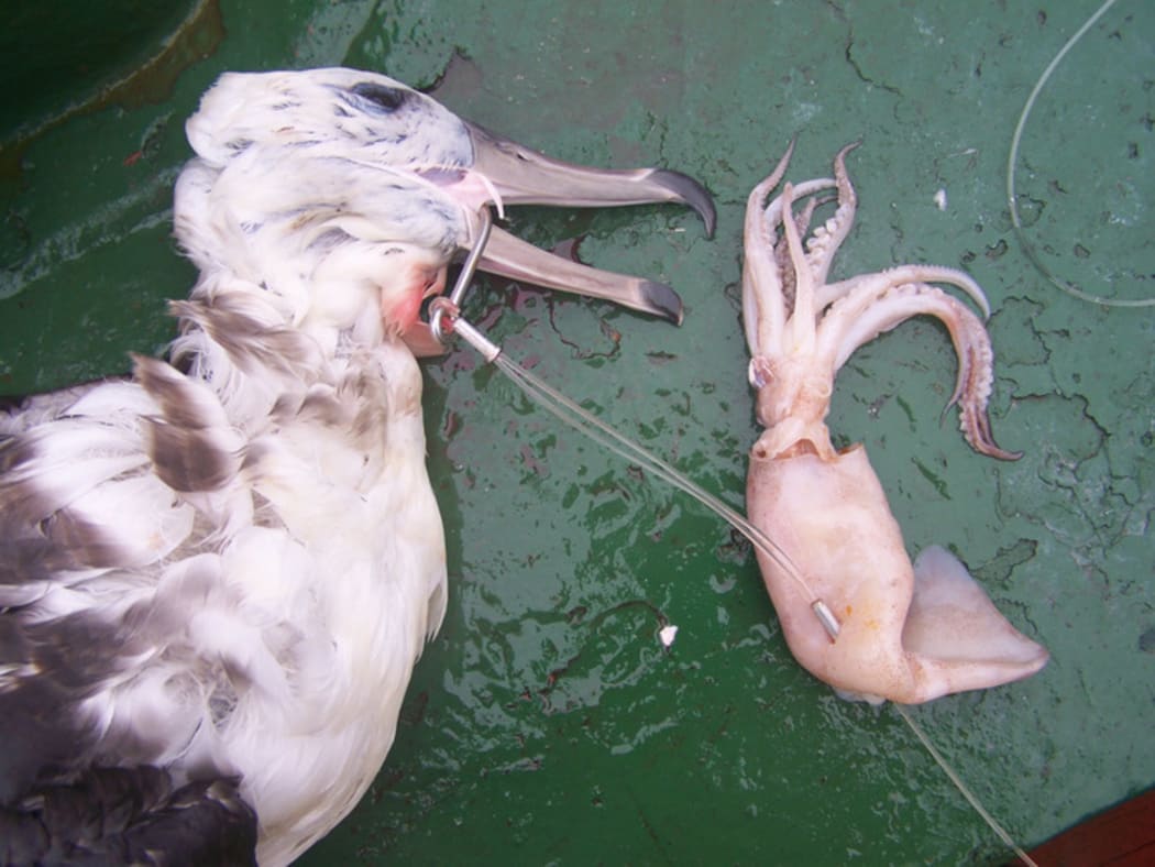 A Campbell black-browed albatross caught in a hook from long-line fishing.