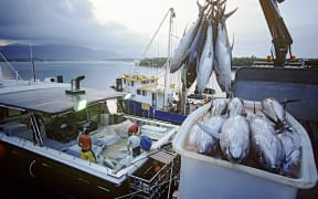 Tuna fish in container on fishing boat dawn Cairns Australia