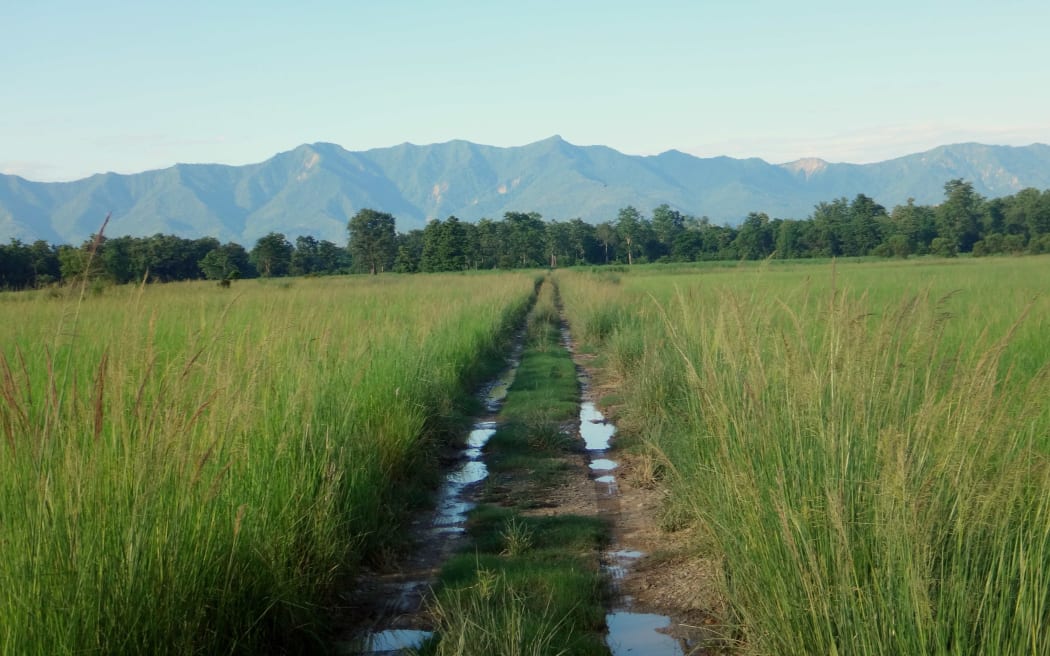 Grass with mountains in the distance