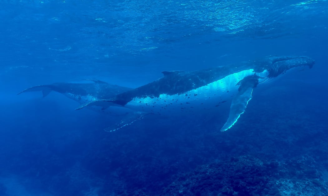 humpback