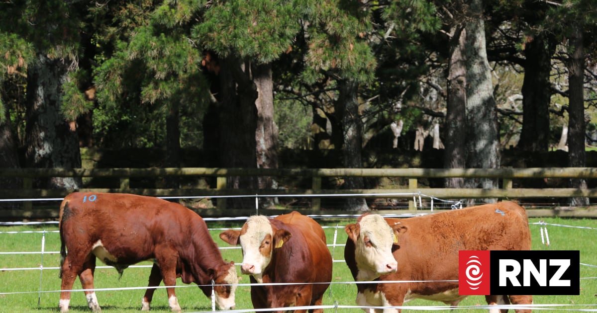 Cattle farmers hoof it to Auckland's first inner-city bull auction