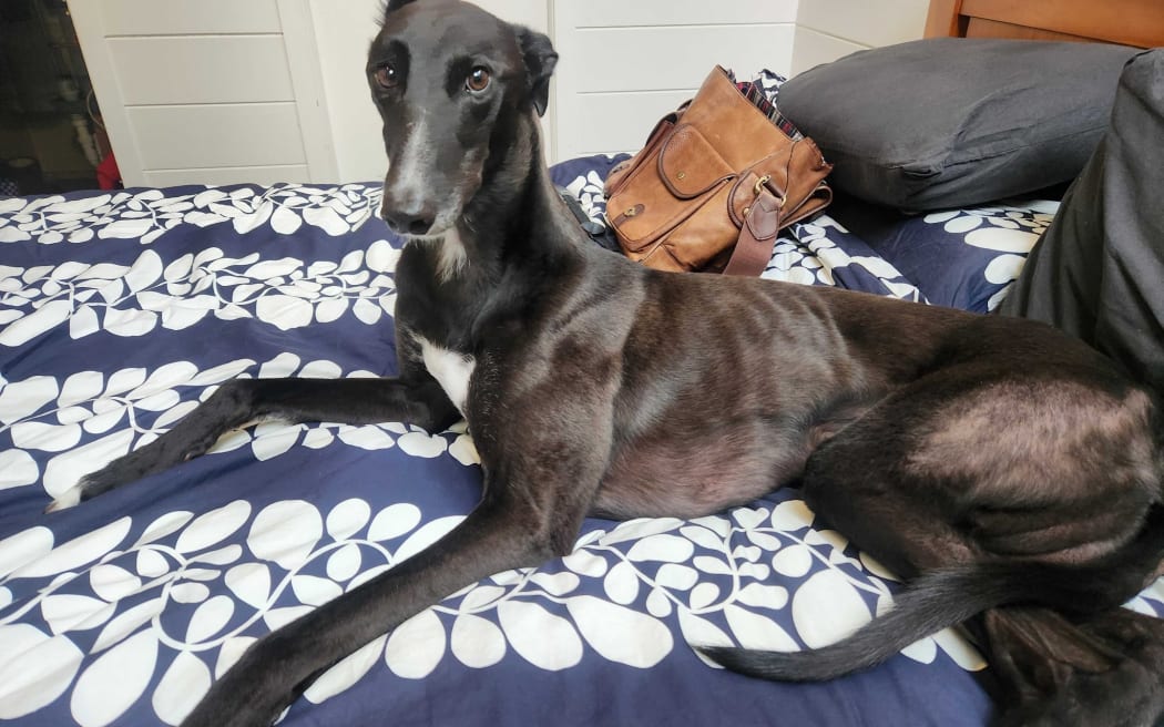 A black greyhound with a white spot on his chest lying on a blue bedspread.