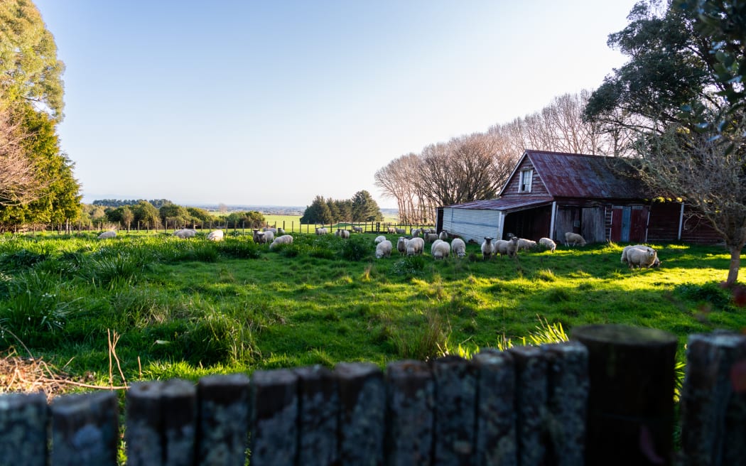 Ian and Steph Strahan enjoy sharing their farming story with visitors to Romney Lane near Feilding.