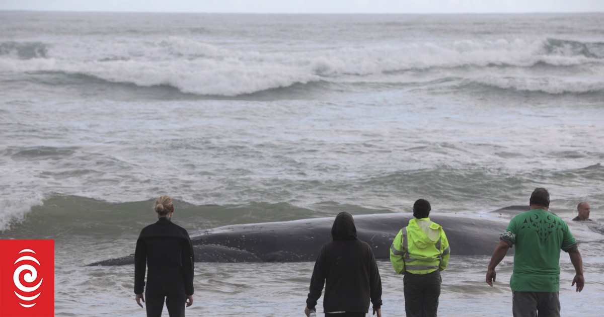 Marine heatwaves driving extended whale and dolphin stranding seasons - Vimarsana News