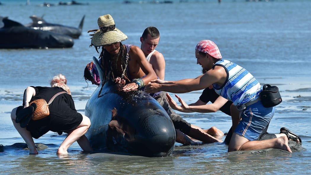 Volunteers pour water on a stranded whale.