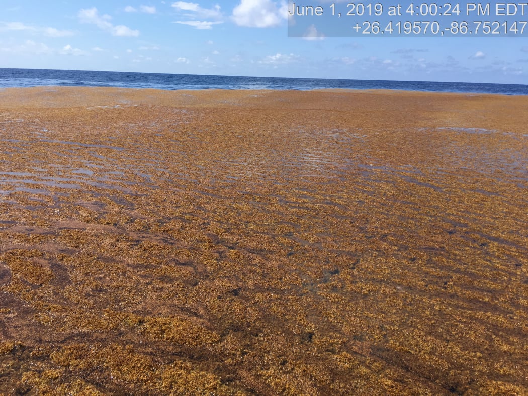 The Great Atlantic Sargassum Belt.
