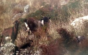 Feral goats have been a problem for this area for decades.
