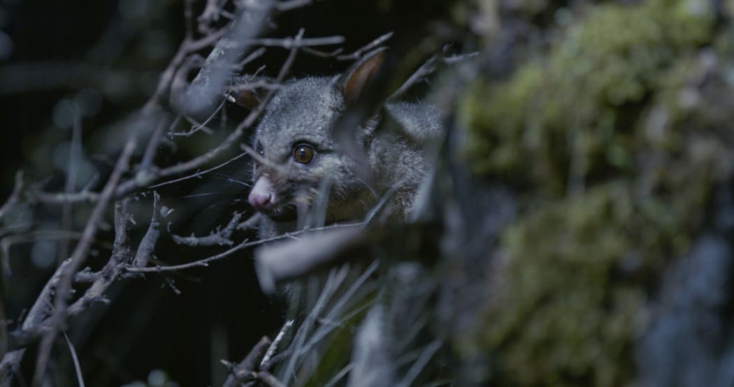 Possum