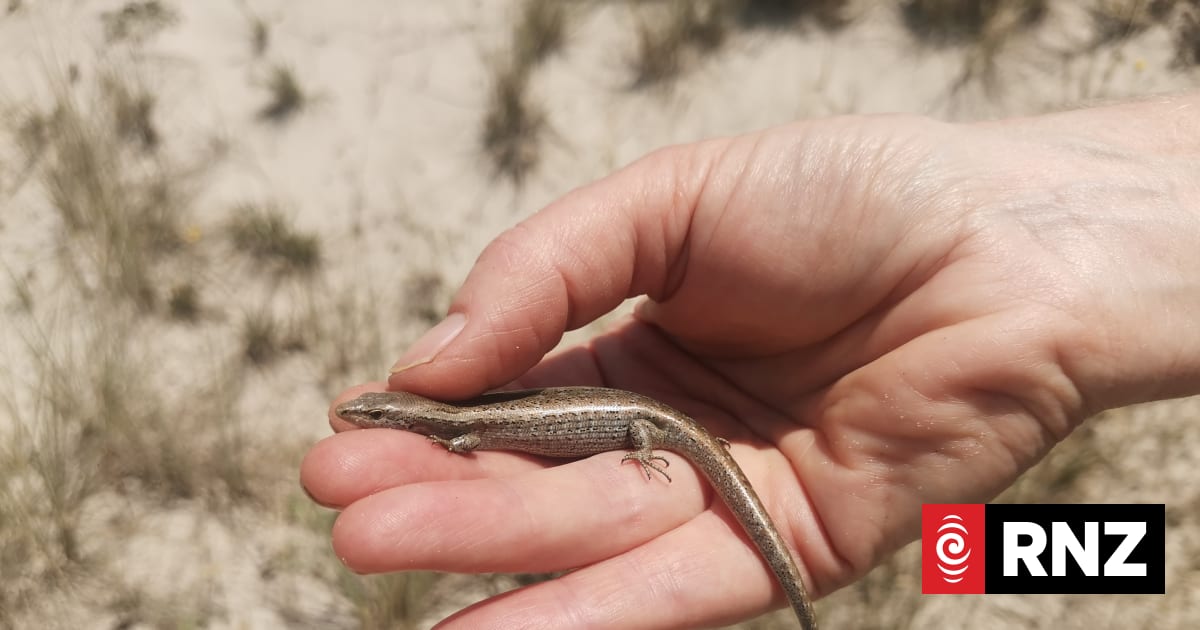 Our Changing World: Searching sand dunes for lizards