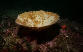 One of the 50 million sponges along 1000 kilometres of Fiordland coastline that was bleached in the largest such event ever recorded.