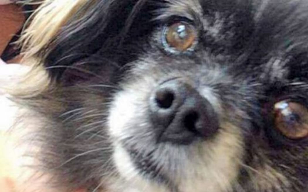 Maltese dog, Buddy, died after being attacked by a larger dog at The Heads on Monday.