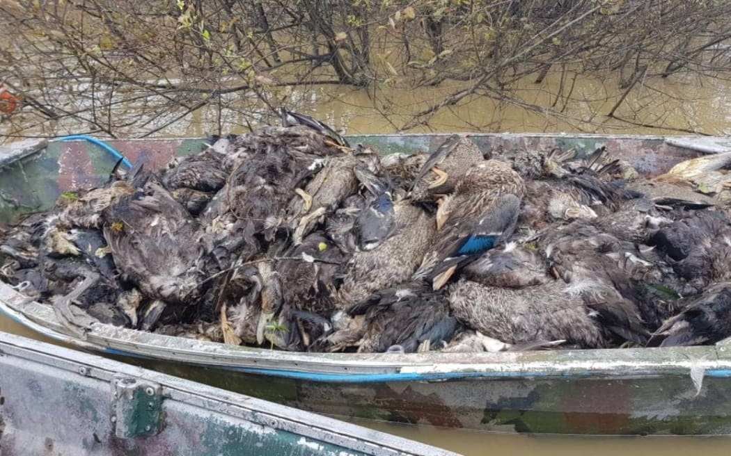 Fish & Game staff are horrified at the number of dead birds, killed in an avian botulism outbreak at the Whangamarino wetlands.
