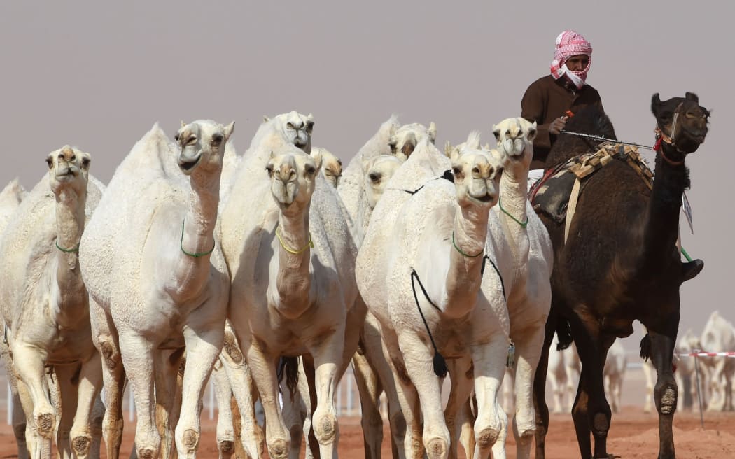 A Saudi man leads camels during a beauty contest as part of the annual King Abdulaziz Camel Festival in Rumah.
