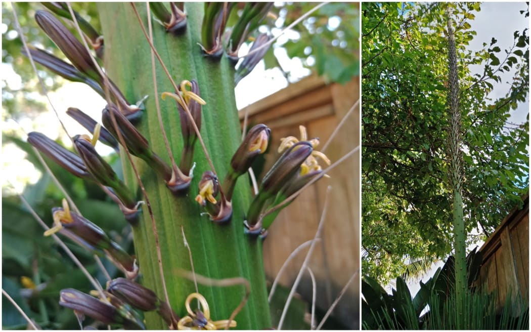 North Shore Auckland - tall flower - giant hedgehog agave plant, could enter Guinness World Records