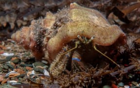 New Zealand hermit crab