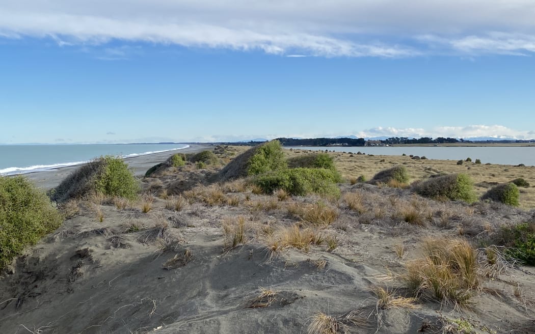 In 2023, it was announced hedgehogs had been removed from a 45 hectare containment zone on Kaitōrete Spit by conservation group Pest Free Banks Peninsula.