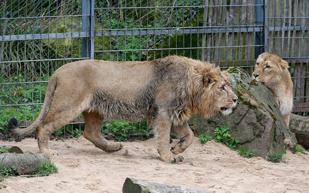 05 April 2018, Germany, Cologne: Lioness Gina (r) looks at newbie Navin. Young lion Navin was brought in from Aalborg in Denmark in early March.