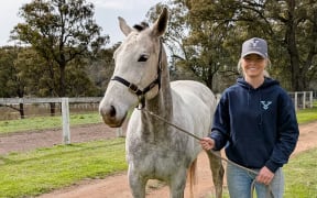 Cloned horse in Australia - single use only