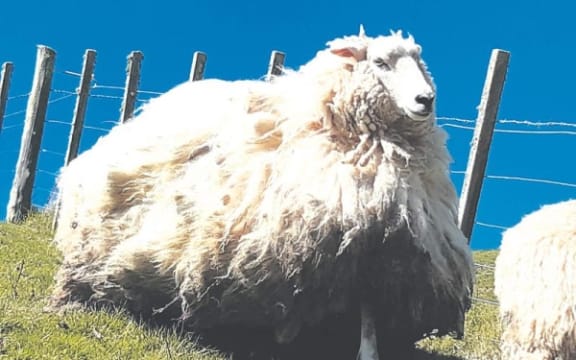 Gizzy Shrek of Wairakaia Station