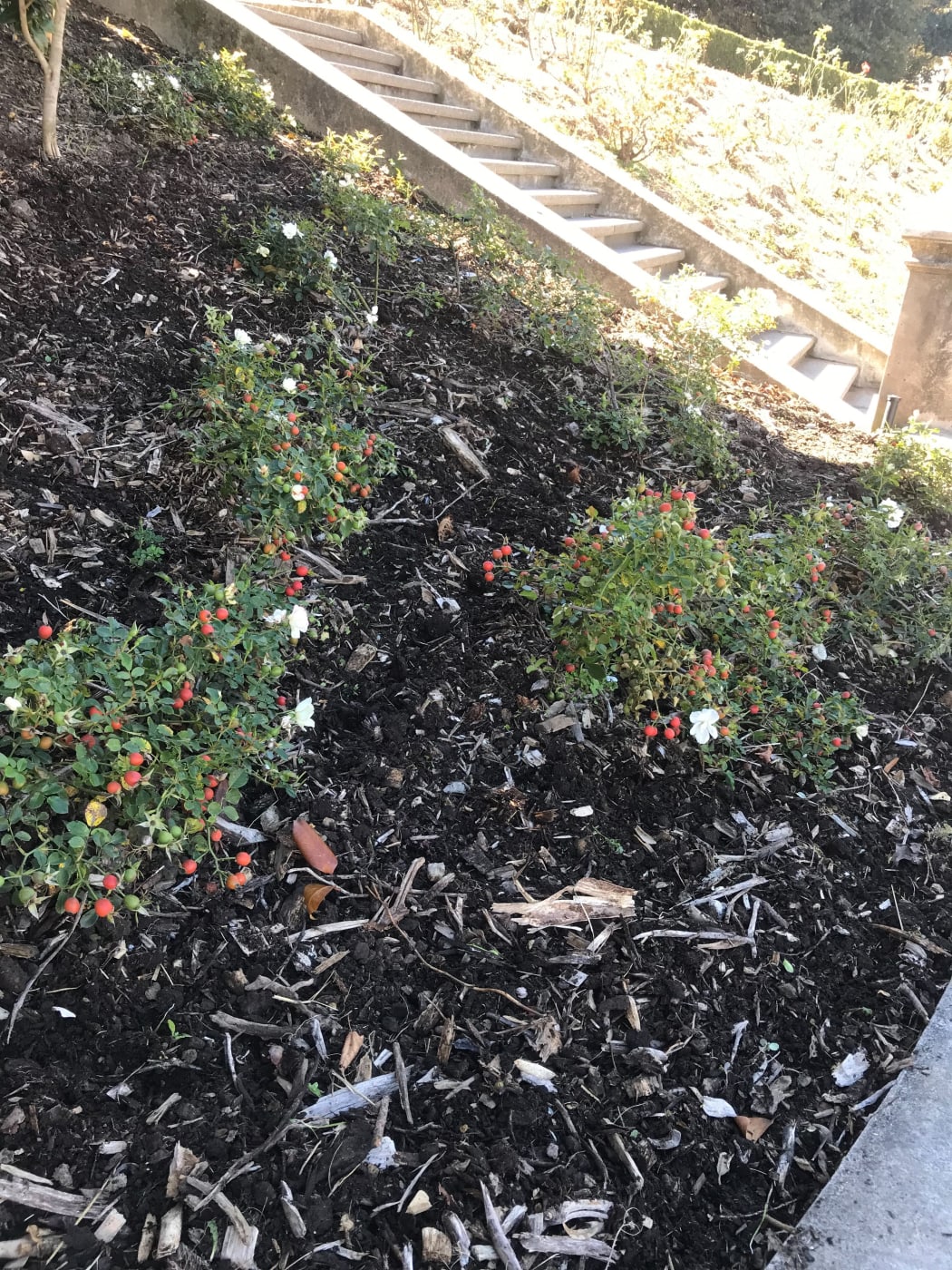 The Parliament grounds garden not long after the weed was weeded.