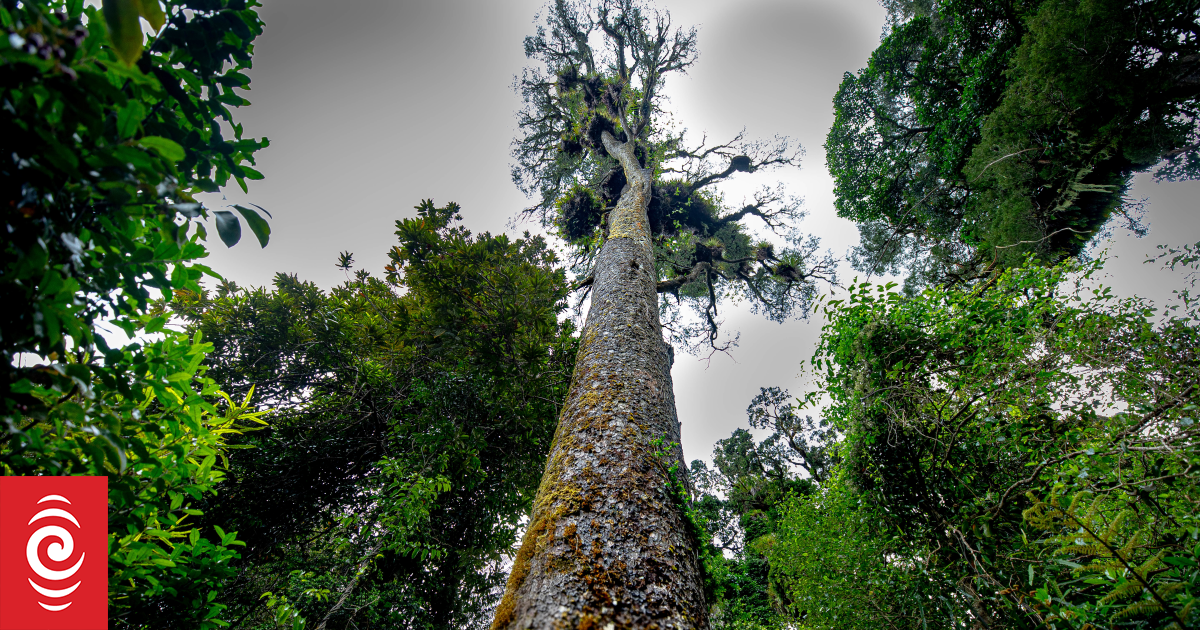 $5.9 million fence to protect Wellington forest from pests