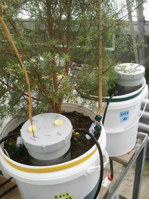 The lysimeter buckets used to measure leeching.