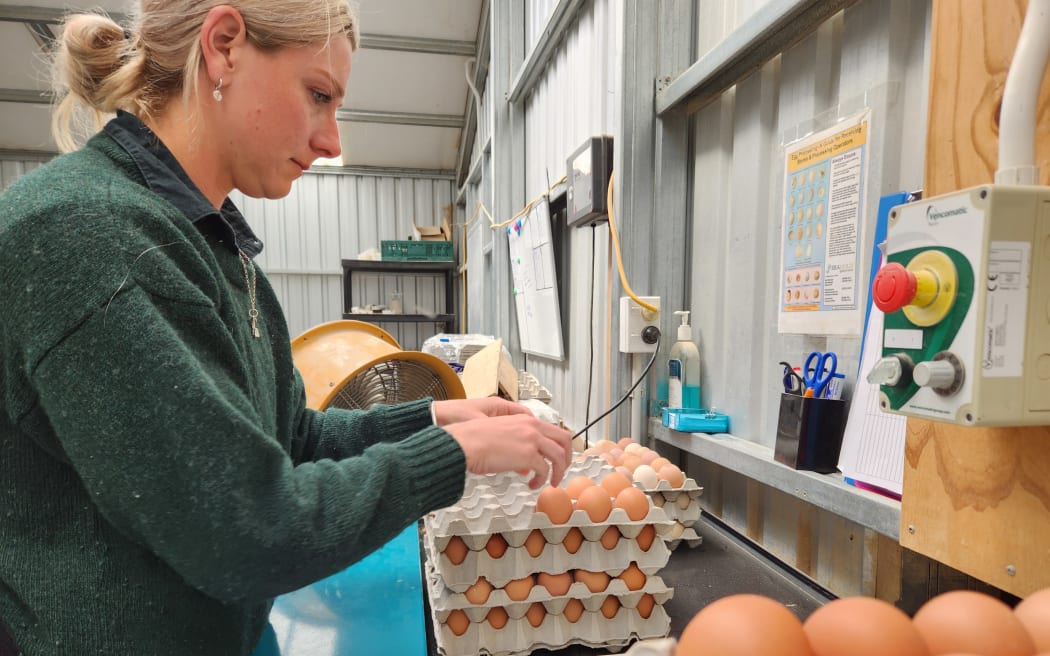 Emma harvesting eggs from the conveyor belt