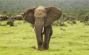 large african elephant walking towards the camera in an aggressive manner