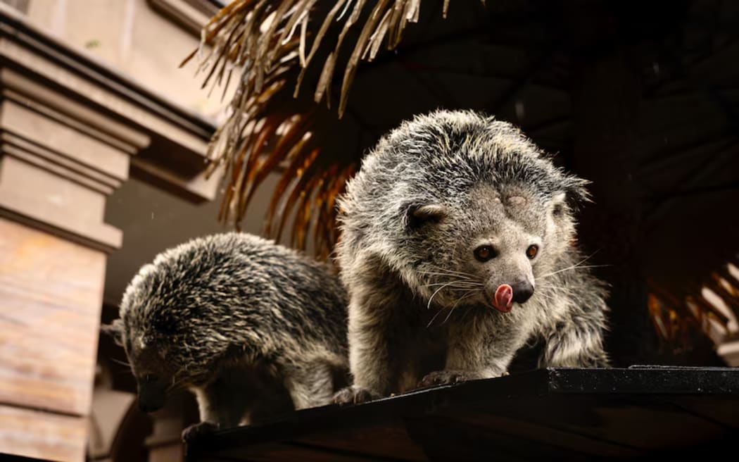 Javanese bearcats are amongst the animals living in the gardens of Alshad Ahmad's family property.