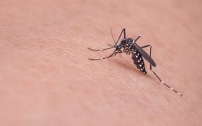 Mosquito