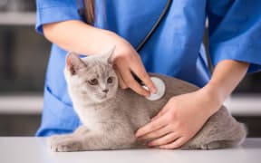 Veterinarian doctor is making a check up of a cute beautiful cat.