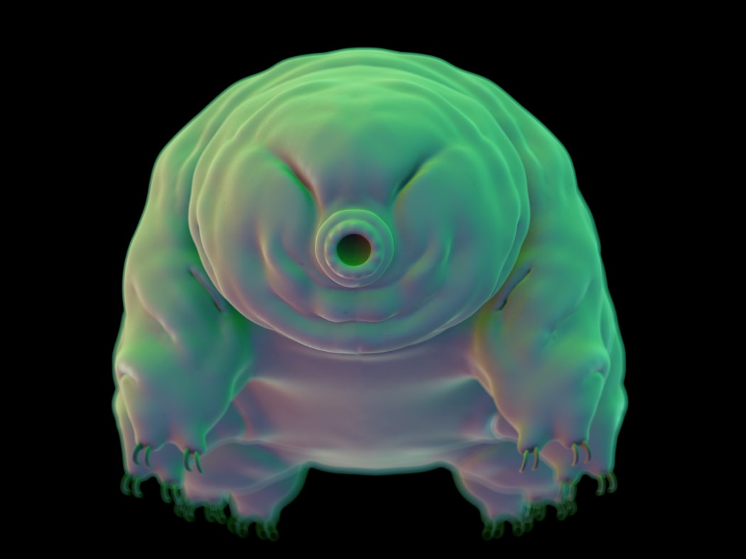 medically accurate illustration of a water bear, tardigrade