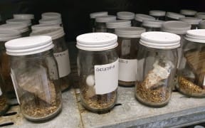 A photo of jars of armillaria fungus samples grown on pine for Genevieve Early's research. They are sitting on a shelf in the University of Canterbury's mushroom house.