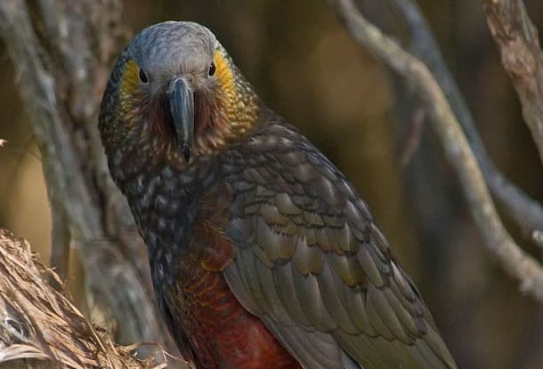 The kaka population at Orokonui Ecosanctuary began with a few captive-reared birds, and now includes wild bred birds, such as this one, which was the sanctuary's first wild kaka chick.