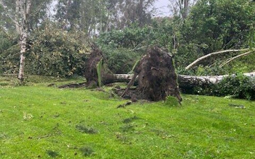 Established trees have been ripped from the ground at an internationally recognised garden by fierce winds in North Canterbury.
