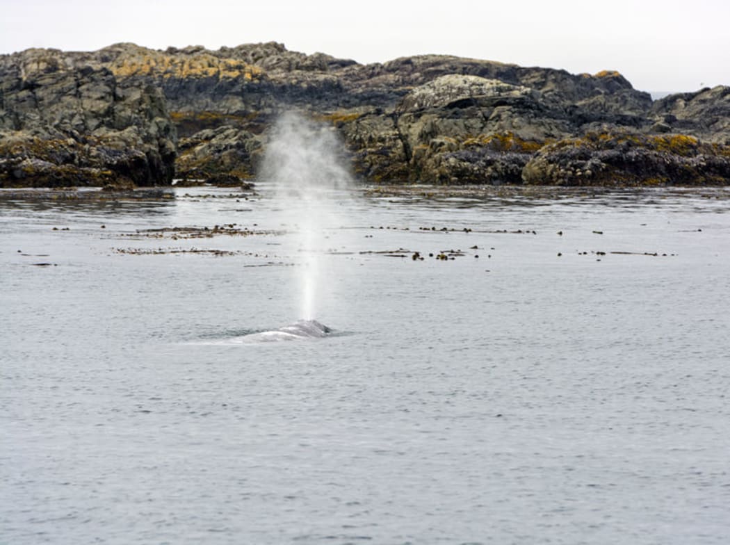 A gray whale spouting off the coast of Tofino which is a popular destination for tourists.