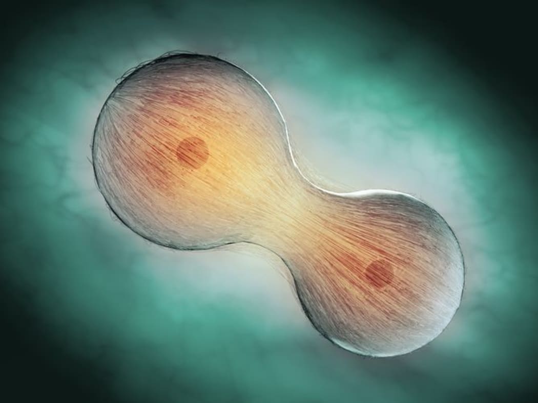 Cell division